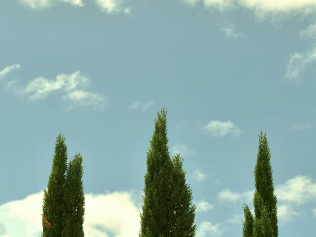Three tall cypress trees against a blue sky with scattered clouds.