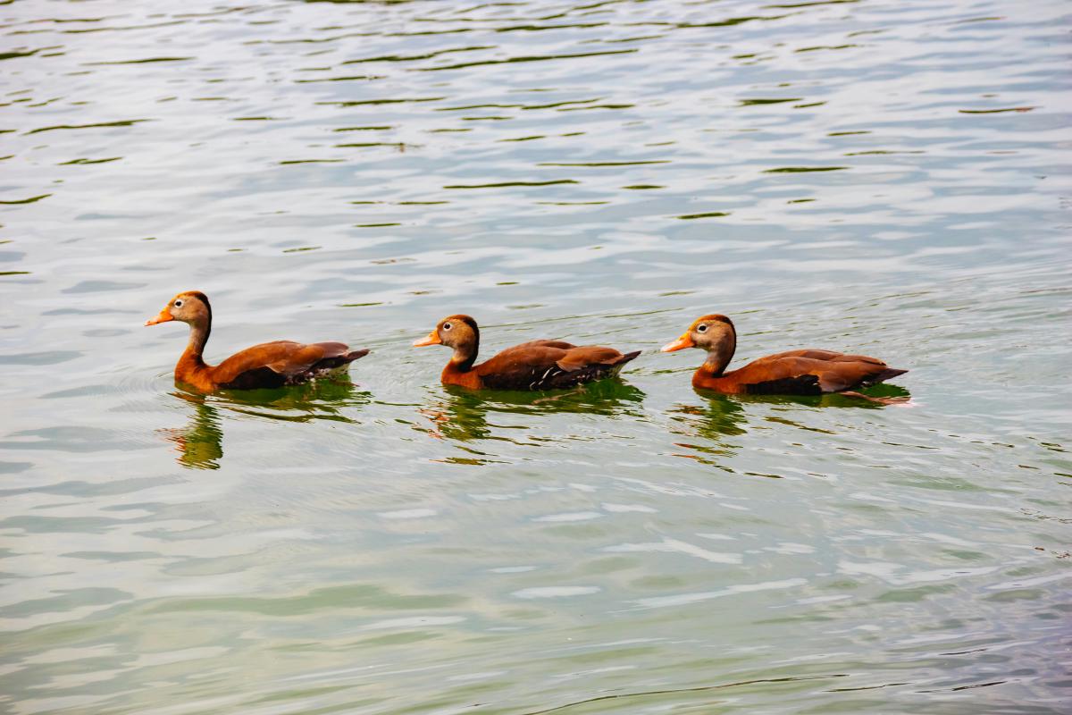 Three ducks swimming together in formation on water.